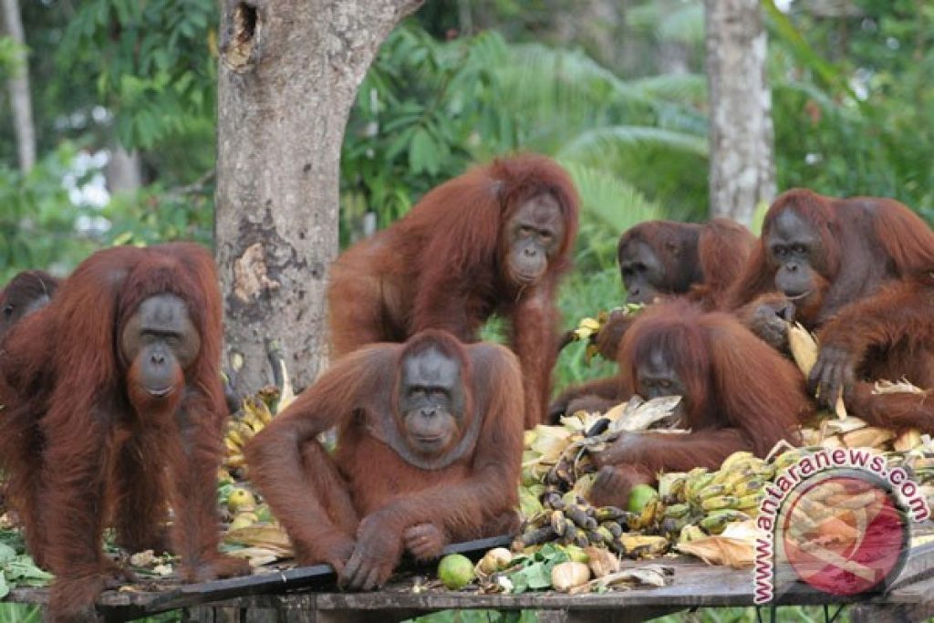 20120514orangutanlingkungan140512rs1 catrawarta