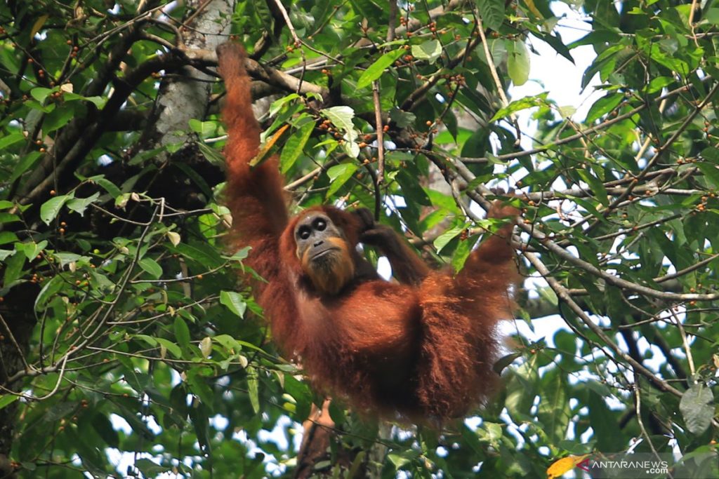 Antarafotopopilasiorangutansumatraterancampunah040421syf3 catrawarta