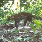 Macan tutul sanggabuana yang pincang karena ditembak pemburu