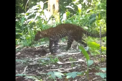 Macan Tutul Sanggabuana yang pincang karena ditembak pemburu.