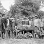 Harimau jawa  tropenmuseum belanda