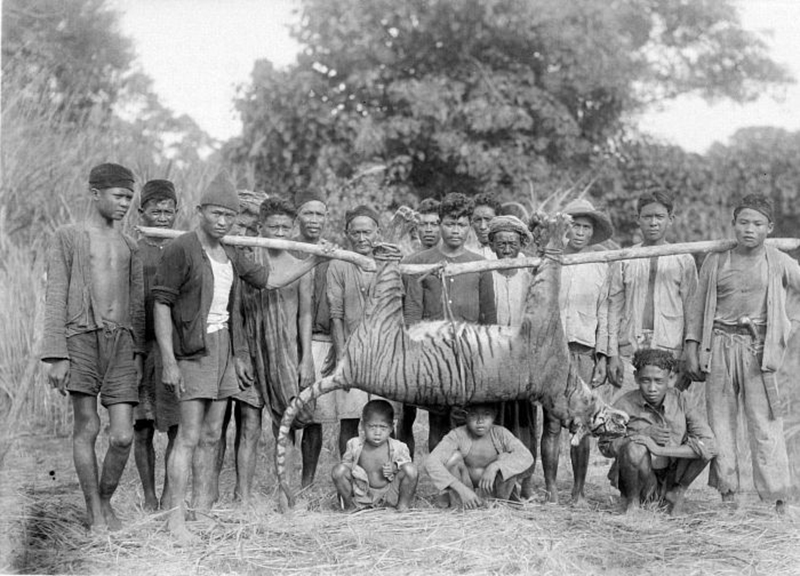 Harimau jawa tropenmuseum belanda catrawarta Harimau jawa tropenmuseum belanda