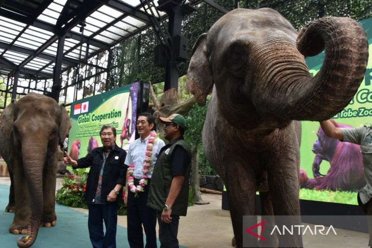 Pendiri taman safari indonesia tsi jansen manansang kiri berfoto bersama gubernur prefektur ehime jepang tokihiro nakamura tengah dan direktur konservasi spesies dan genetik direktorat jenderal konservasi sumber daya alam dan ekosistem ksdae kementerian kehutanan ahmad munawir kanan saat kerjasama internasional program cooperative breeding untuk konservasi orangutan di tsi cisarua bogor jawa barat jumat 1612026 Tsi memperkuat kerja sama dengan jepang dalam upaya konservasi satwa orangutan melalui program cooperative breeding yang bertujuan meningkatkan satwa orangutan dan mencegah kepunahan serta membina hubungan baik antara indonesia dan jepang Antara megapolitanarif firmansyah catrawarta Pendiri taman safari indonesia tsi jansen manansang kiri berfoto bersama gubernur prefektur ehime jepang tokihiro nakamura tengah dan direktur konservasi spesies dan genetik direktorat jenderal konservasi sumber daya alam dan ekosistem ksdae kementerian kehutanan ahmad munawir kanan saat kerjasama internasional program cooperative breeding untuk konservasi orangutan di tsi cisarua bogor jawa barat jumat 1612026 Tsi memperkuat kerja sama dengan jepang dalam upaya konservasi satwa orangutan melalui program cooperative breeding yang bertujuan meningkatkan satwa orangutan dan mencegah kepunahan serta membina hubungan baik antara indonesia dan jepang Antara megapolitanarif firmansyah