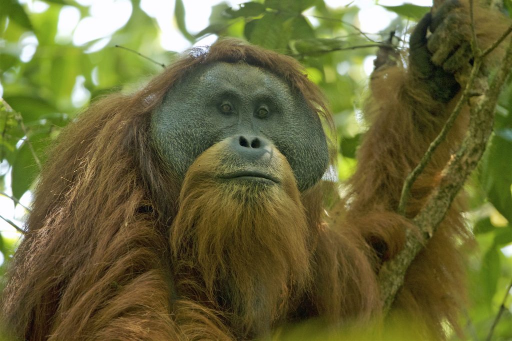 Pongotapanuliensis catrawarta