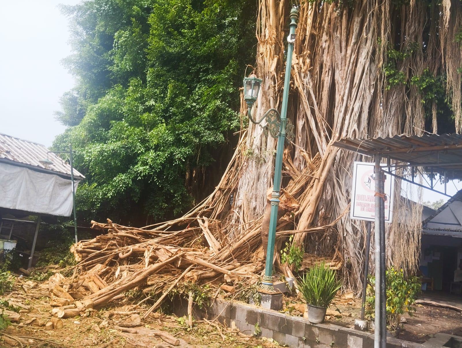 Ringin sepuh kotagede catrawarta