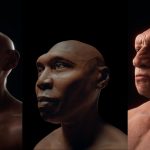 Ilustrasi perbedaan dalam genus homo