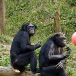 Bonobo