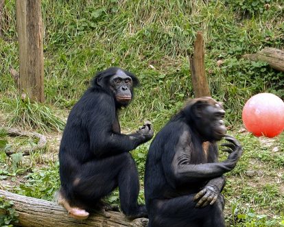 Bonobo.