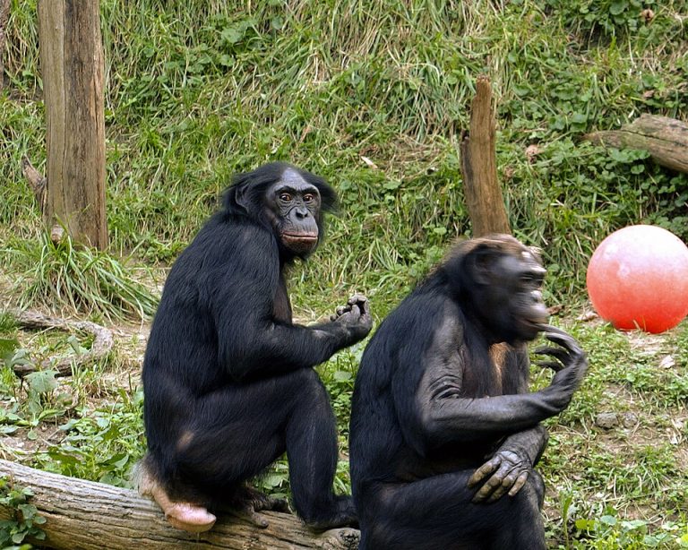 Bonobo.