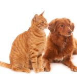 Sterilisasi bukan sekadar prosedur medis melainkan bagian dari tanggung jawab merawat kucing dan anjing agar hidup lebih sehat terkontrol dan terlindungi di tengah ruang hidup yang semakin padat