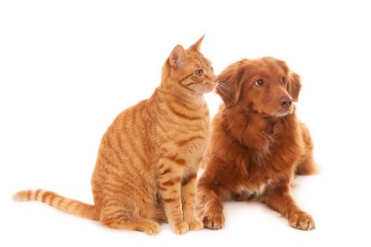 Sterilisasi bukan sekadar prosedur medis, melainkan bagian dari tanggung jawab merawat kucing dan anjing agar hidup lebih sehat, terkontrol, dan terlindungi di tengah ruang hidup yang semakin padat.