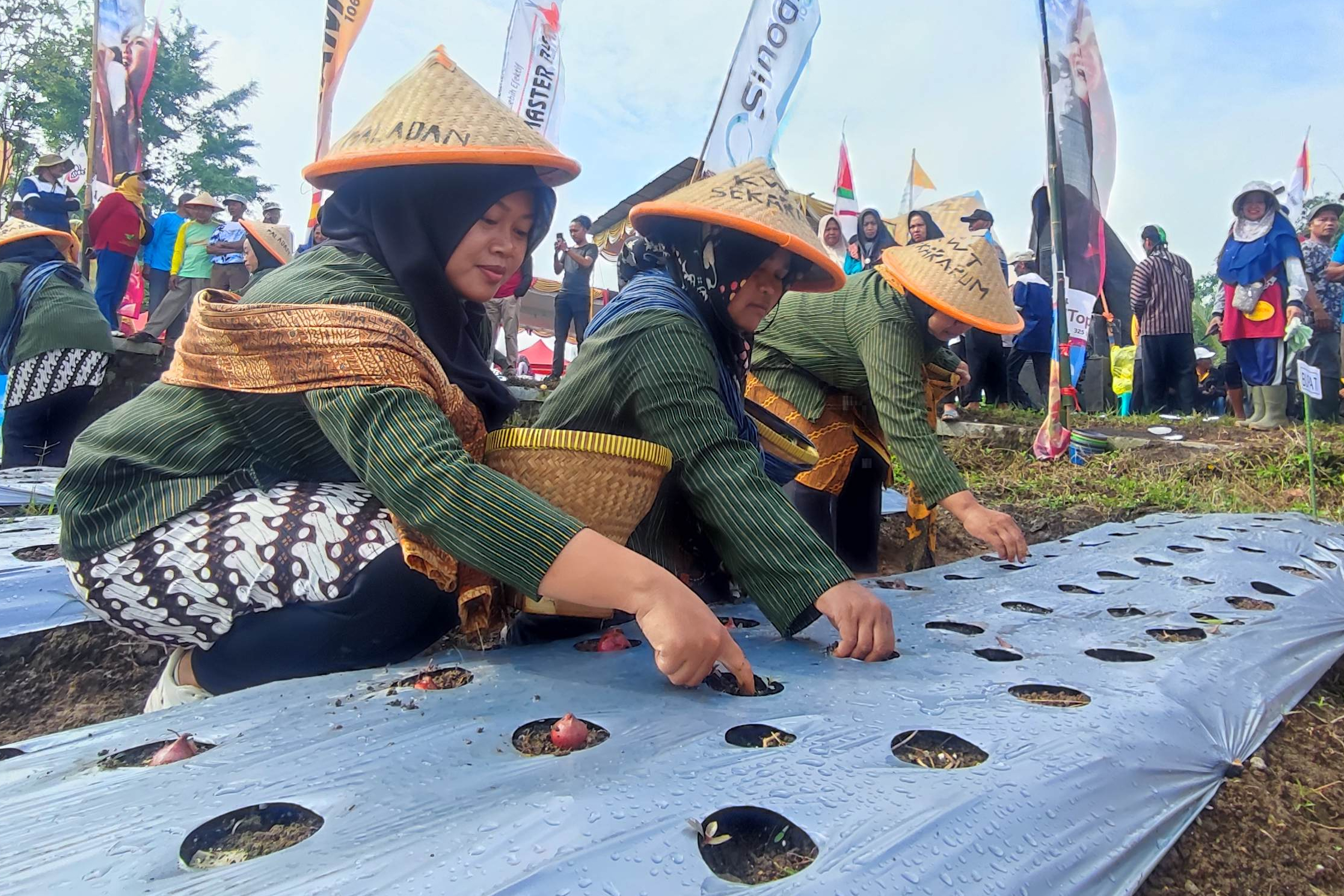 Sawah catrawarta