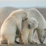 Di ujung dunia yang membeku seekor induk polar bear merunduk melindungi anaknyabukan dari pemangsa melainkan dari musim yang tak lagi setia pada es Di antara pelukan hangat itu masa depan spesies yang kini tersisa sekitar 20 000 an di alam liar perlahan ditentukan oleh keputusan manusia yang jauh dari arktik