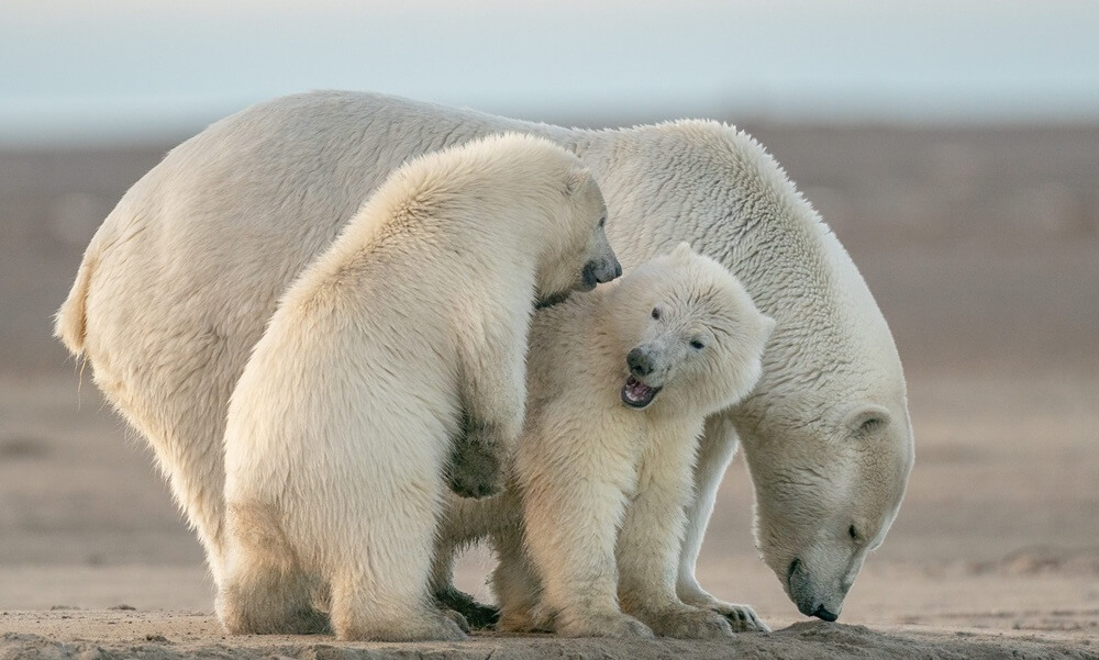 Di ujung dunia yang membeku seekor induk polar bear merunduk melindungi anaknyabukan dari pemangsa melainkan dari musim yang tak lagi setia pada es Di antara pelukan hangat itu masa depan spesies yang kini tersisa sekitar 20 000 an di alam liar perlahan ditentukan oleh keputusan manusia yang jauh dari arktik
