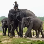 Gajah dan mahout di taman nasional way kambas