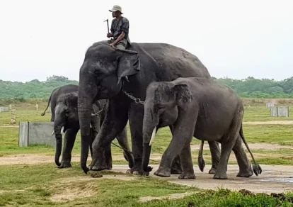 Gajah dan Mahout di Taman Nasional Way Kambas.