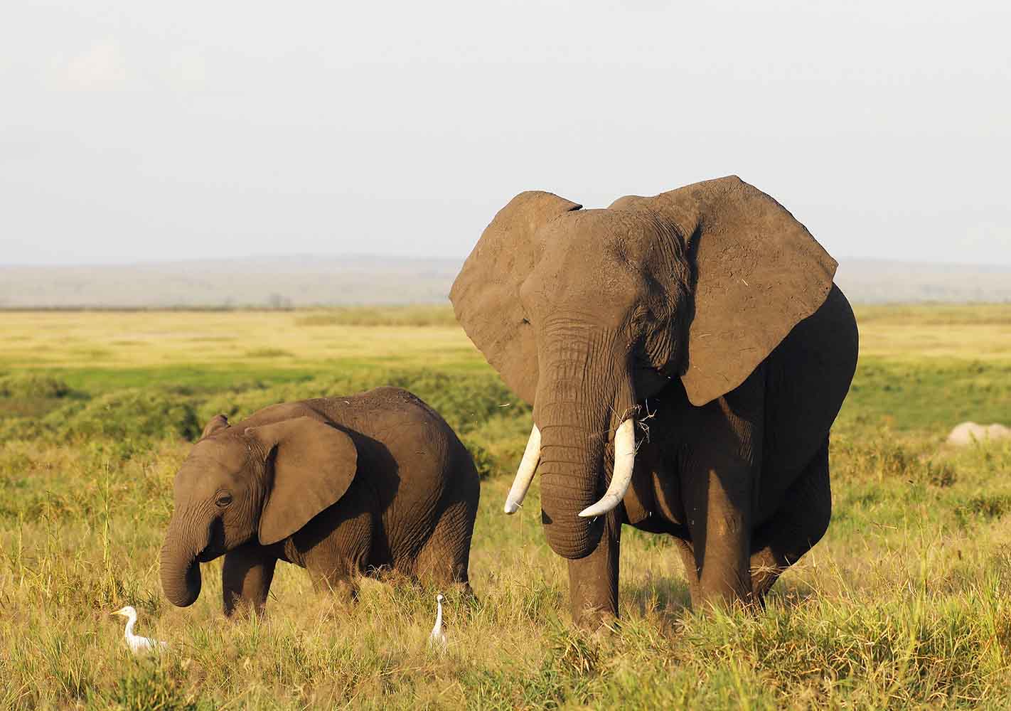 Gajah catrawarta