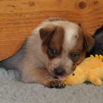 Tanggal 23 maret diperingati sebagai national puppy day atau hari anak anjing nasional sebuah momentum untuk meningkatkan kepedulian terhadap kesejahteraan anak anjing serta mendorong adopsi hewan peliharaan