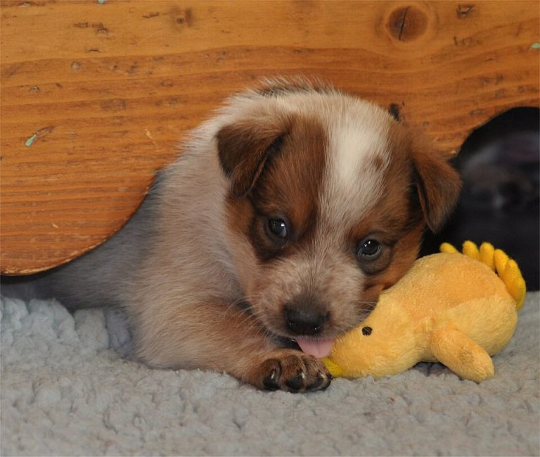 Tanggal 23 Maret diperingati sebagai National Puppy Day atau Hari Anak Anjing Nasional, sebuah momentum untuk meningkatkan kepedulian terhadap kesejahteraan anak anjing serta mendorong adopsi hewan peliharaan.