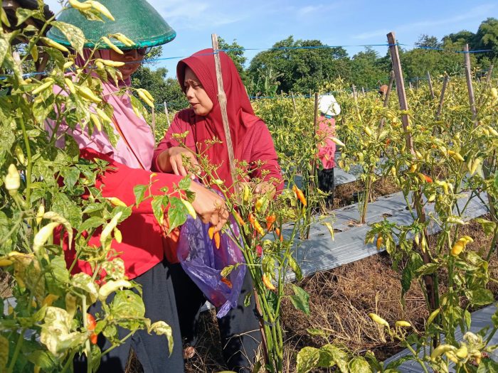 Perempuan pekerja catrawarta