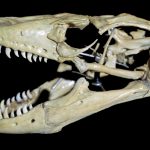 Komodoreptil terbesar di dunia yang kini identik dengan nusa tenggara timurternyata pernah hidup jauh di luar habitatnya saat ini