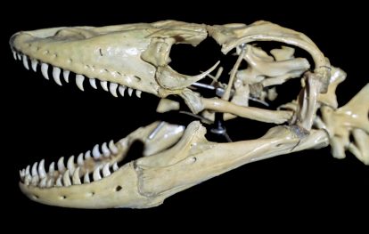 Komodo—reptil terbesar di dunia yang kini identik dengan Nusa Tenggara Timur—ternyata pernah hidup jauh di luar habitatnya saat ini.