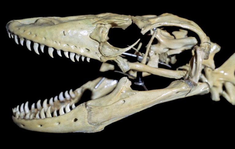 Komodo—reptil terbesar di dunia yang kini identik dengan Nusa Tenggara Timur—ternyata pernah hidup jauh di luar habitatnya saat ini.