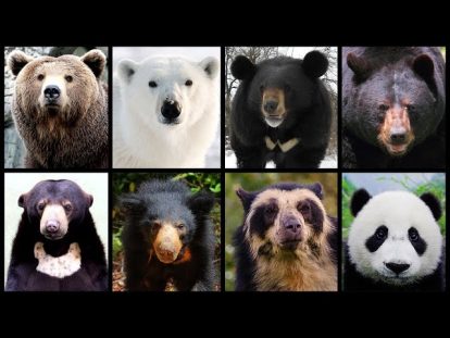 Tanggal 23 maret diperingati sebagai world bear day atau hari beruang sedunia sebuah momentum untuk meningkatkan kesadaran global terhadap pentingnya pelestarian berbagai spesies beruang di dunia catrawarta Tanggal 23 maret diperingati sebagai world bear day atau hari beruang sedunia sebuah momentum untuk meningkatkan kesadaran global terhadap pentingnya pelestarian berbagai spesies beruang di dunia