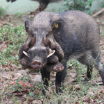Babi kutil jawa Sumber national georaphic indonesia
