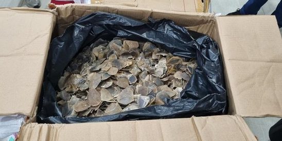 Ribuan keping sisik trenggiling diamankan aparat dalam penggagalan penyelundupan sekitar tiga ton sisik di pelabuhan tanjung priok Sumber berita borneo catrawarta Ribuan keping sisik trenggiling diamankan aparat dalam penggagalan penyelundupan sekitar tiga ton sisik di pelabuhan tanjung priok Sumber berita borneo