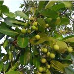T tropical evergreen tree branch with dark green oval leaves and clusters of small round green fruits