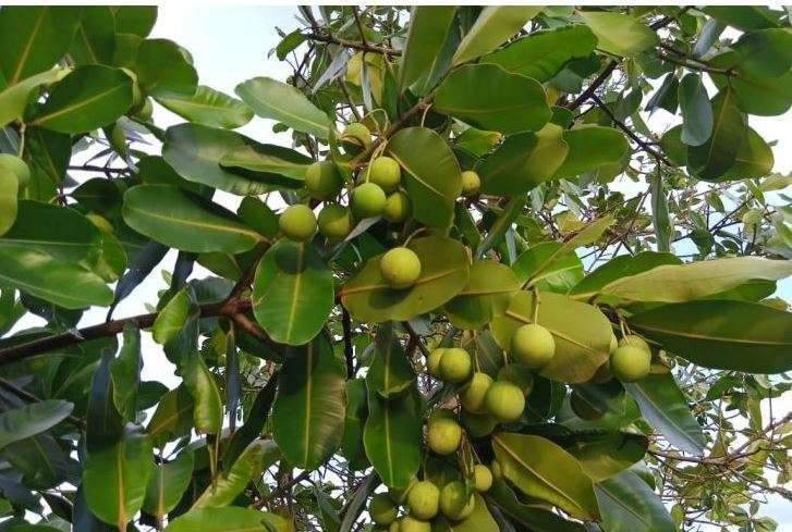 T tropical evergreen tree branch with dark green oval leaves and clusters of small round green fruits.