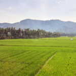 Verdant rice fields stretch toward a line of palm trees with distant mountains under a clear sky