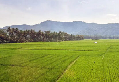 Verdant rice fields stretch toward a line of palm trees with distant mountains under a clear sky