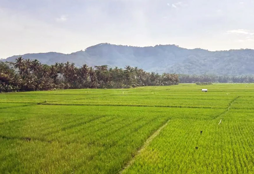 Verdant rice fields stretch toward a line of palm trees with distant mountains under a clear sky