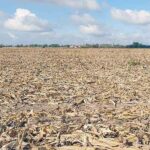A vast field of harvested corn with dry husks scattered on the soil a horizon line with trees and distant buildings under a blue sky with clouds