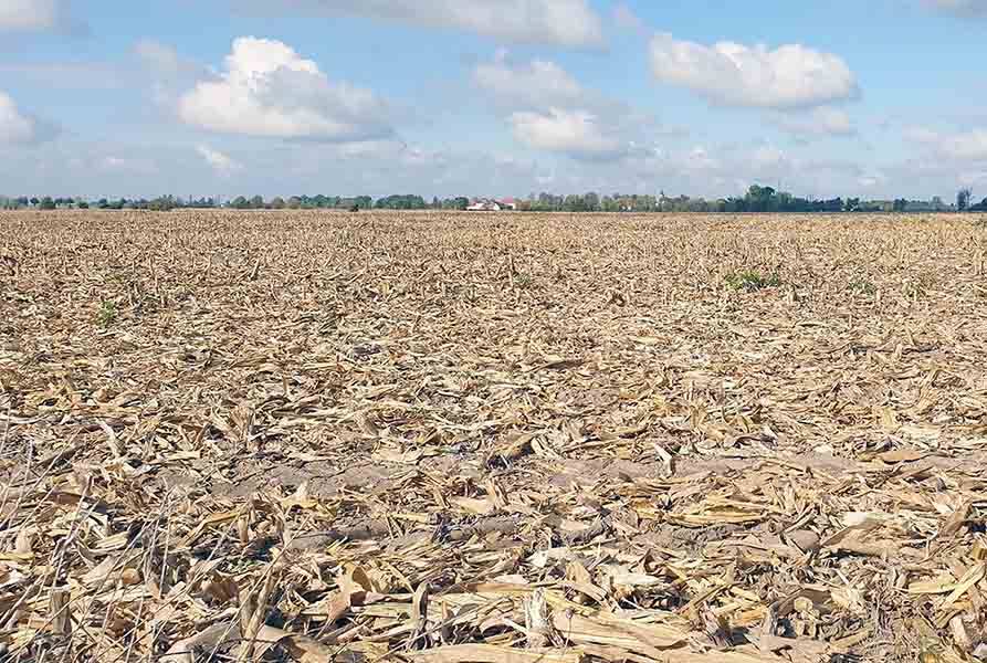 23dkering catrawarta A vast field of harvested corn with dry husks scattered on the soil a horizon line with trees and distant buildings under a blue sky with clouds