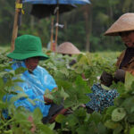 Two farm workers harvest leafy crops in a green field wearing wide brimmed hats and blue rain ponchos