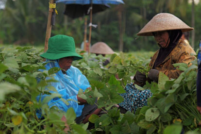 Two farm workers harvest leafy crops in a green field, wearing wide-brimmed hats and blue rain ponchos.