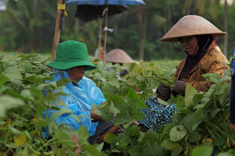 Two farm workers harvest leafy crops in a green field, wearing wide-brimmed hats and blue rain ponchos.