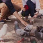 Two people crouching on a sidewalk feeding pigeons one person holds a bouquet of red roses between them