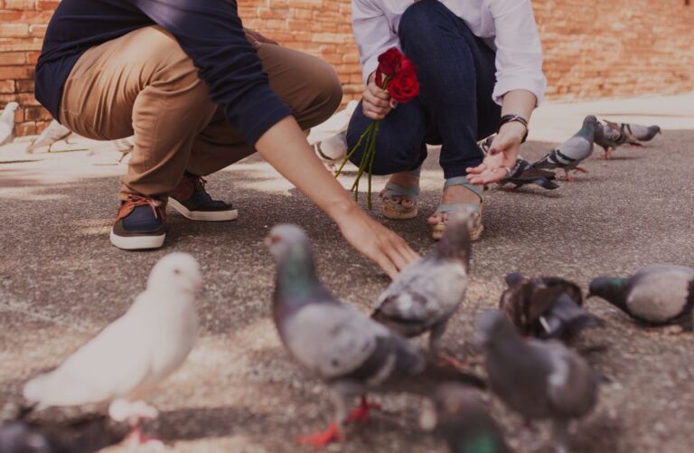 Two people crouching on a sidewalk feeding pigeons; one person holds a bouquet of red roses between them.