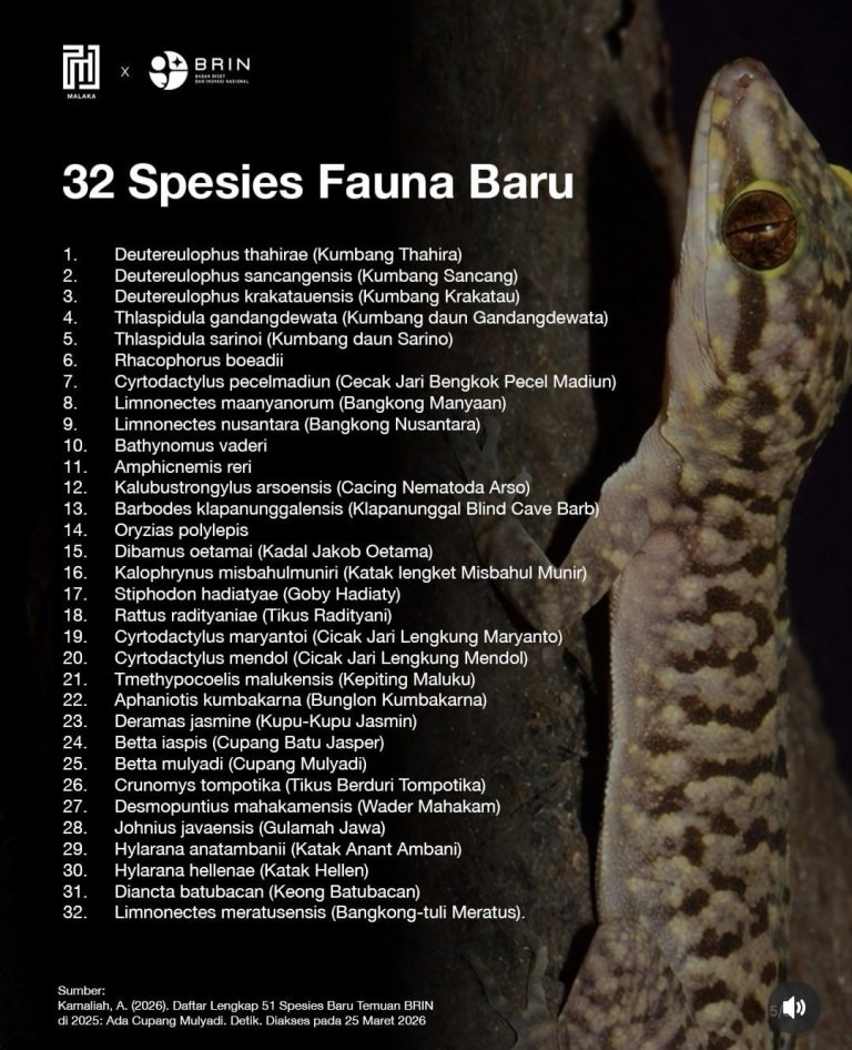 Daftar fauna baru yang ditemukan BRIN sepanjang tahun 2025.