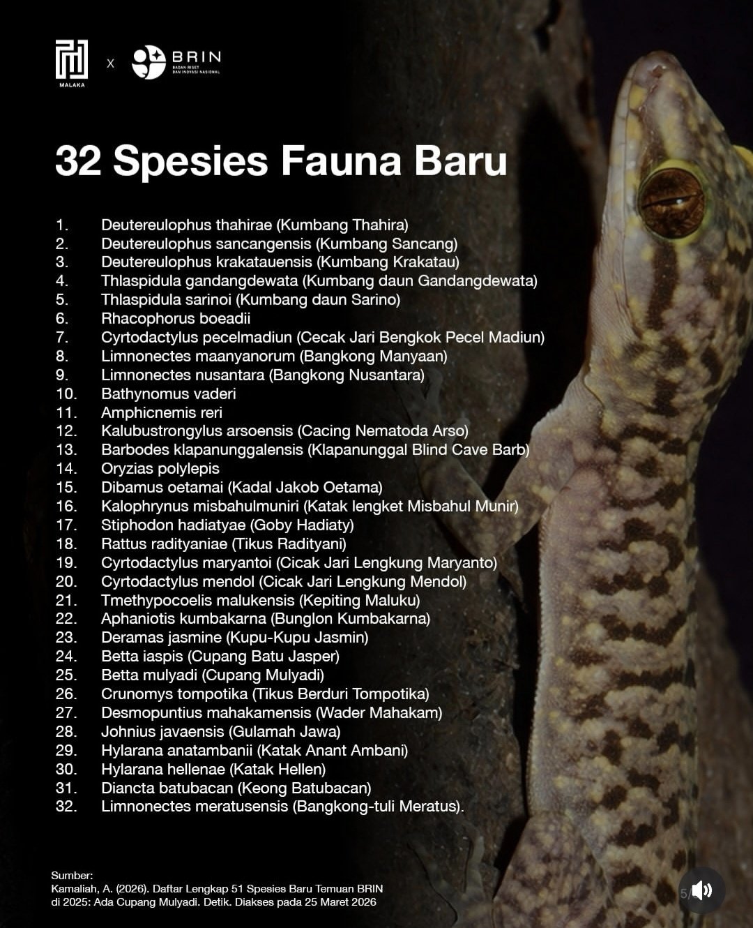Daftar fauna baru yang ditemukan brin sepanjang tahun 2025 catrawarta Daftar fauna baru yang ditemukan brin sepanjang tahun 2025