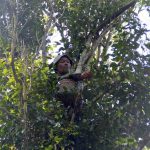 Man perched in a leafy tree with a woven basket reaching forward