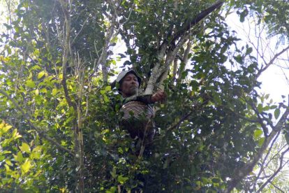 Man perched in a leafy tree with a woven basket, reaching forward