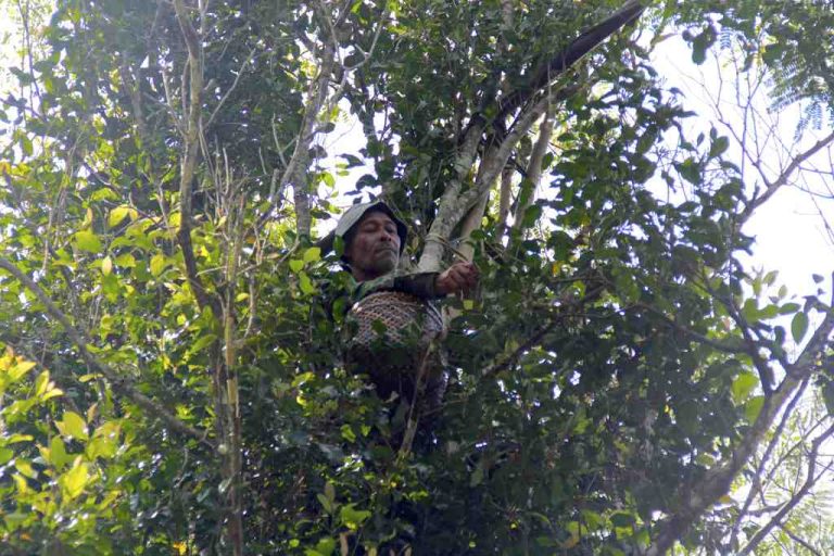 Man perched in a leafy tree with a woven basket, reaching forward