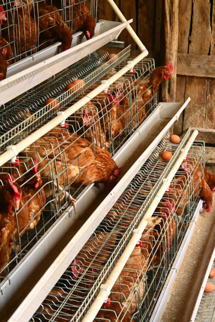 Rows of brown chickens in vertical cages on an egg laying rack with eggs resting in trays below in a farm coop