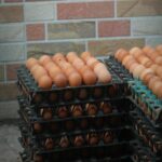 Stacks of black plastic egg trays filled with brown eggs placed against a brick wall outside