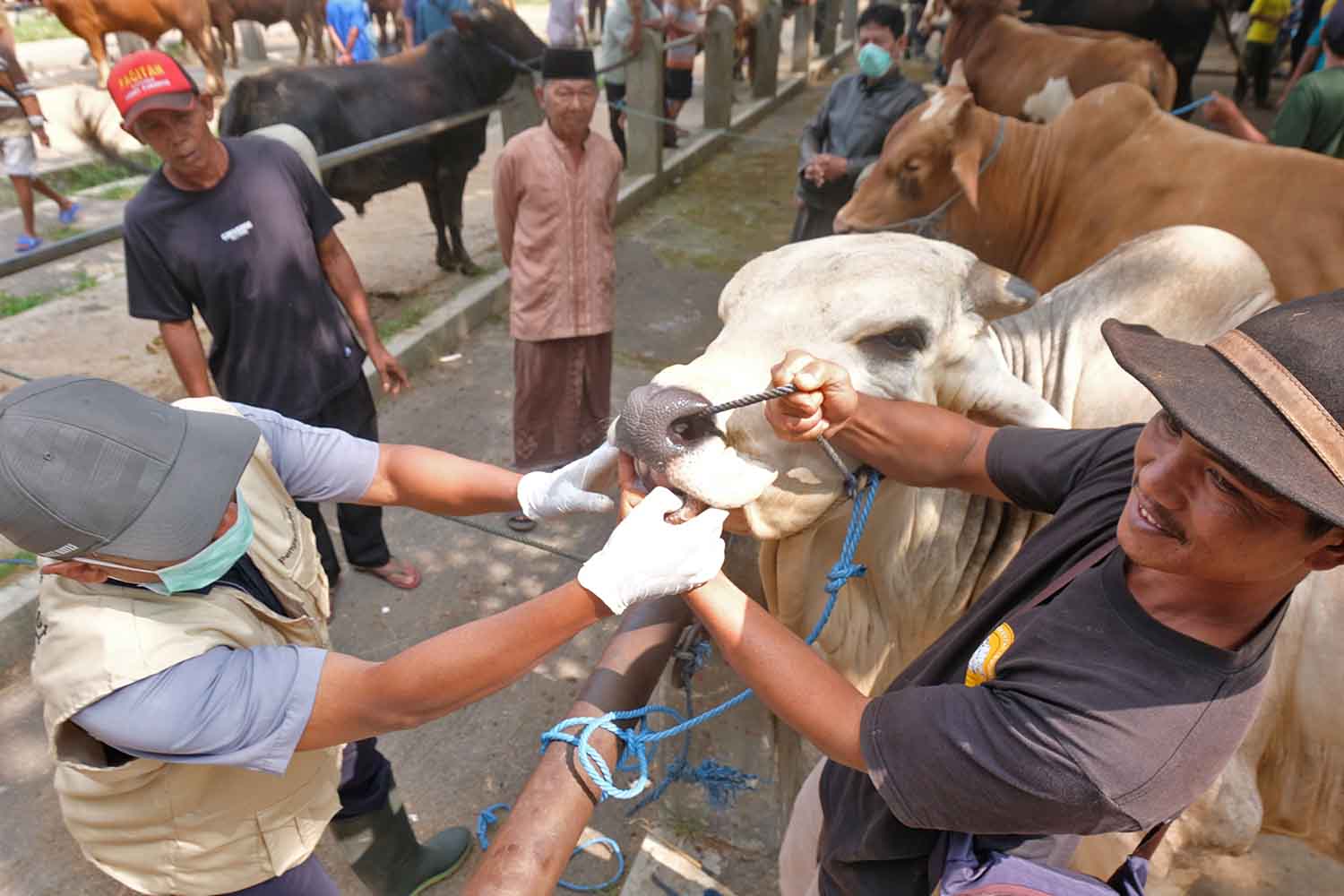 Sapi catrawarta
